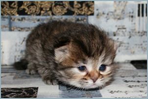 Female Siberian Kitten from Deedlebug Siberians