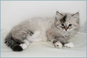 Male Siberian Kitten from Deedlebug Siberians