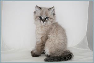 Female Siberian Kitten from Deedlebug Siberians