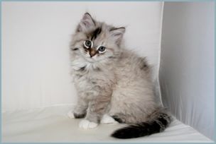 Male Siberian Kitten from Deedlebug Siberians