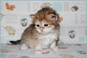 Female Siberian Kitten from Deedlebug Siberians 