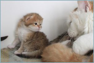 Siberian kitten litter with their mother 