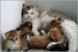 Siberian kitten litter with their mother 