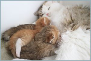 Siberian kitten litter with their mother 