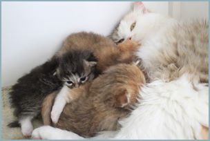 Siberian kitten litter with their mother 