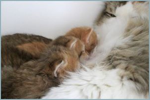 Siberian kitten litter with their mother 