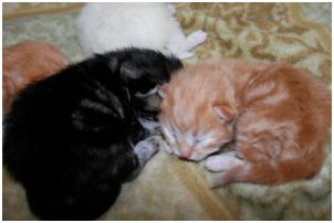 Siberian Kitten Litter with their Siberian Cat Parents