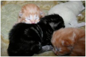 Siberian Kitten Litter with their Siberian Cat Parents