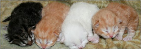 Siberian Kitten Litter