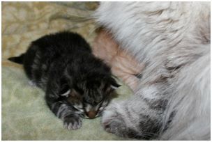 Siberian Kitten Litter with their Siberian Cat Parents