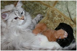 Siberian Kitten Litter with their Siberian Cat Parents