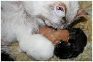 Siberian Kitten Litter with their Siberian Cat Parents