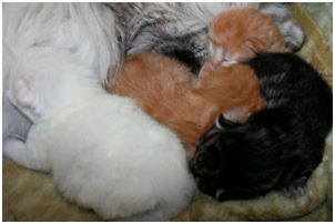 Siberian Kitten Litter with their Siberian Cat Parents