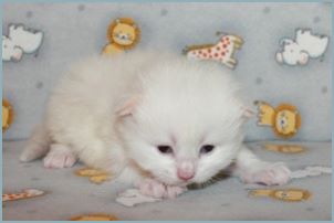 Female Siberian Kitten from Deedlebug Siberians