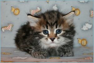 Male Siberian Kitten from Deedlebug Siberians
