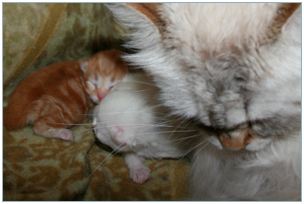 Siberian Kitten Litter with their Siberian Cat Parents