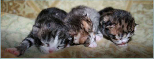 Siberian Kittens