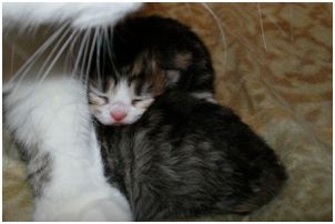 Siberian Kitten Litter with their Siberian Cat Parents