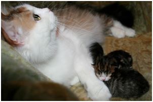 Siberian Kitten Litter with their Siberian Cat Parents