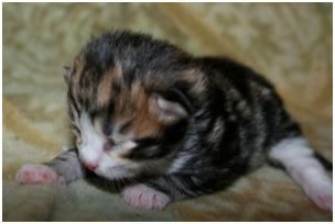 Siberian Kitten Litter with their Siberian Cat Parents