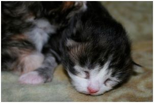 Siberian Kitten Litter with their Siberian Cat Parents