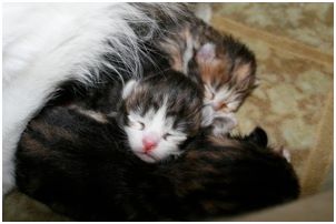 Siberian Kitten Litter with their Siberian Cat Parents