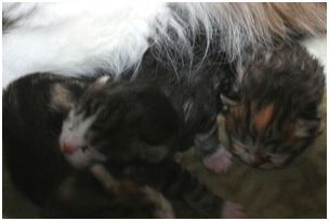 Siberian Kitten Litter with their Siberian Cat Parents