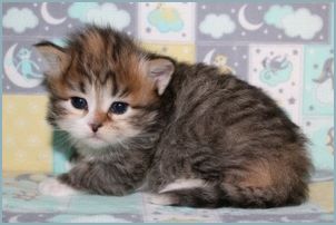 Female Siberian Kitten from Deedlebug Siberians