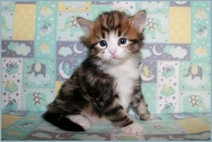 Male Siberian Kitten from Deedlebug Siberians