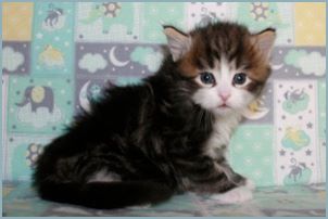 Male Siberian Kitten from Deedlebug Siberians