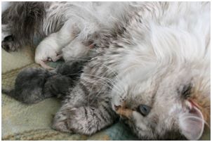 Siberian Kitten Litter with their Siberian Cat Parents