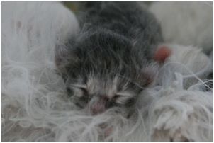 Siberian Kitten Litter with their Siberian Cat Parents