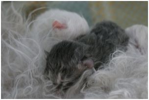 Siberian Kitten Litter with their Siberian Cat Parents