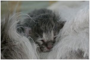 Siberian Kitten Litter with their Siberian Cat Parents