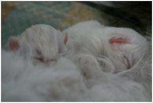 Siberian Kitten Litter with their Siberian Cat Parents