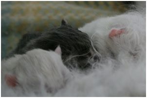 Siberian Kitten Litter with their Siberian Cat Parents