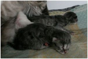 Siberian Kitten Litter with their Siberian Cat Parents