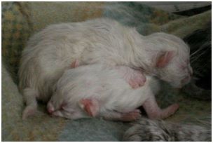 Siberian Kitten Litter with their Siberian Cat Parents