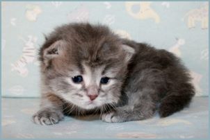 Male Siberian Kitten from Deedlebug Siberians