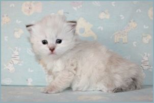 
Female Siberian Kitten from Deedlebug Siberians