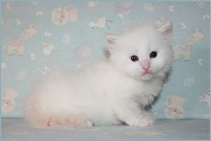 Male Siberian Kitten from Deedlebug Siberians