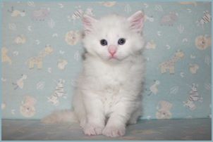 Male Siberian Kitten from Deedlebug Siberians