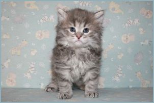 
Female Siberian Kitten from Deedlebug Siberians