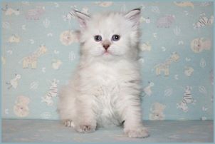 
Female Siberian Kitten from Deedlebug Siberians