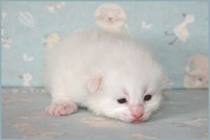 Male Siberian Kitten from Deedlebug Siberians