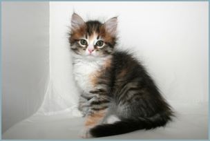 
Female Siberian Kitten from Deedlebug Siberians