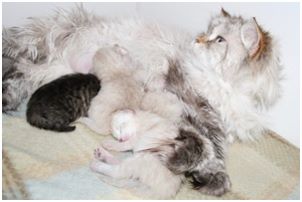 Siberian Kitten Litter with their Siberian Cat Parents