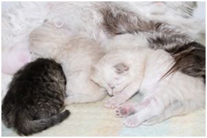 Siberian Kitten Litter with their Siberian Cat Parents