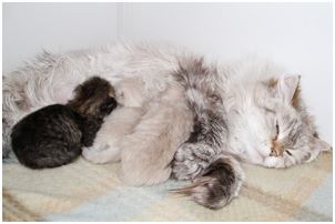 Siberian Kitten Litter with their Siberian Cat Parents