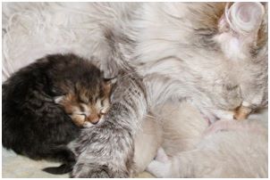 Siberian Kitten Litter with their Siberian Cat Parents